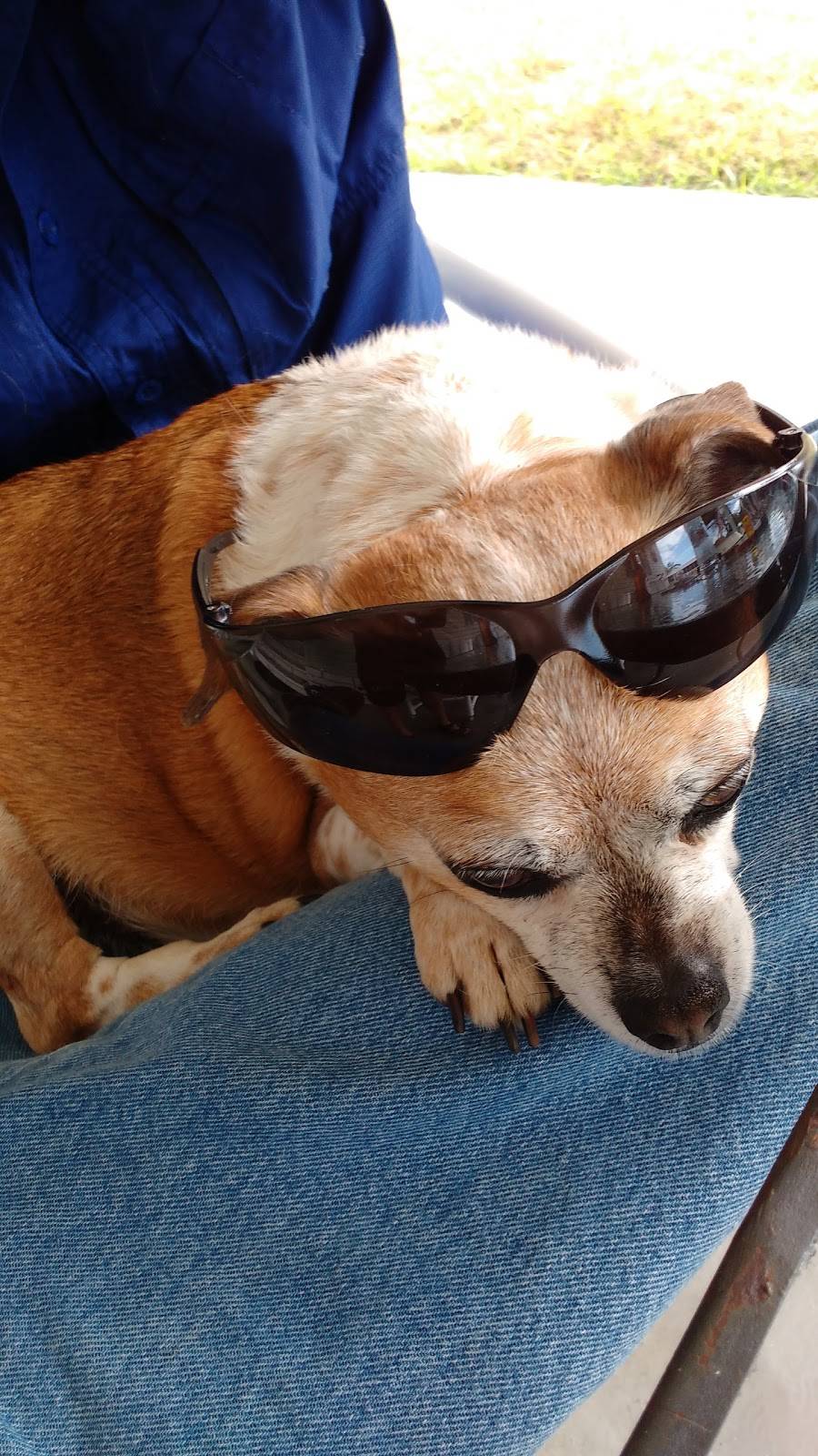 Krauss Dog House | restaurant | 6261 S Suncoast Blvd, Homosassa, FL 34446, USA | 3525032057 OR +1 352-503-2057