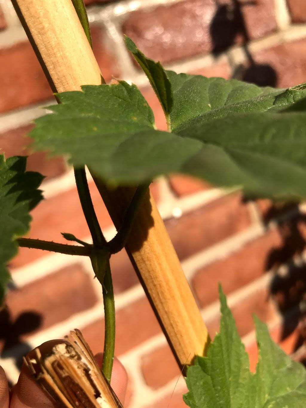 Casa Vargas | restaurant | Eucalipto 48, Zona Centro, 22710 Rosarito, B.C., Mexico | 016611071602 OR +52 661 107 1602