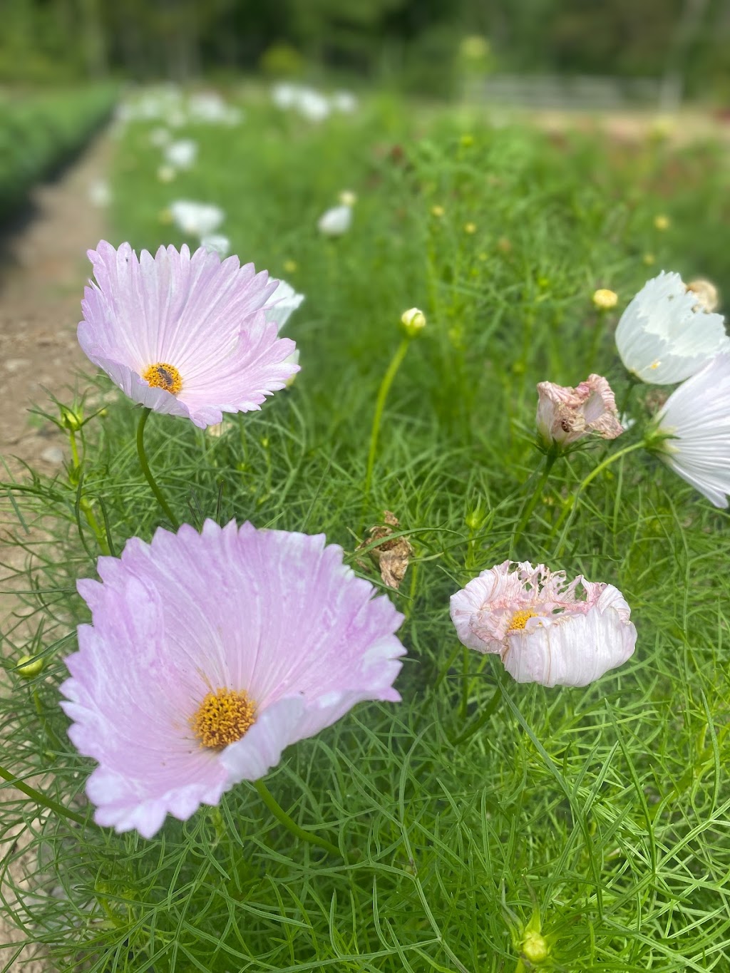 Slow Fox Farm Brewery | meal takeaway | 41 Lake Dr, Rhinebeck, NY 12572, USA | 8452660086 OR +1 845-266-0086