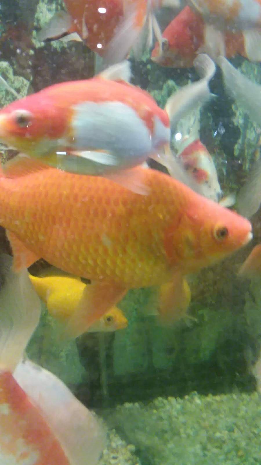 China Rose | restaurant | 42 Bath Rd, Brunswick, ME 04011, USA | 2077258813 OR +1 207-725-8813