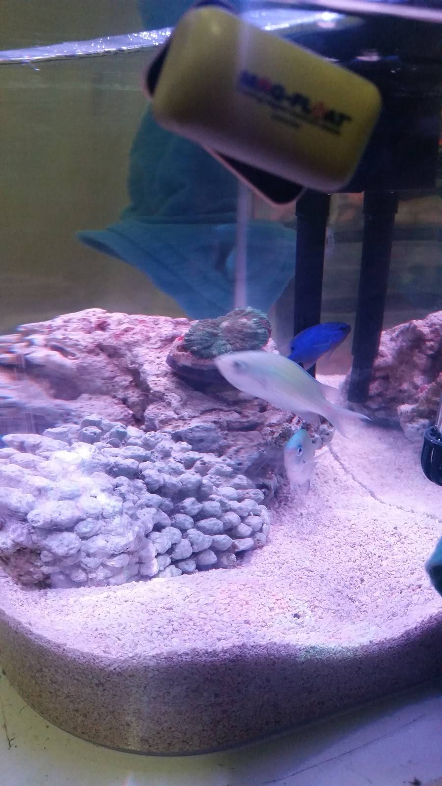 Sabor Centro Americano | meal delivery | 12 Central Ave, Chelsea, MA 02150, USA | 6178840808 OR +1 617-884-0808