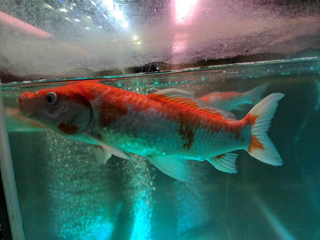 Sushi Yu | restaurant | 214 Prospect Park West, Brooklyn, NY 11215, USA | 7188328688 OR +1 718-832-8688