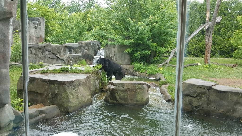 Beaver Tails | restaurant | 525 Rue Saint-Hubert, Granby, QC J2G 5P3, Canada | 4503729113 OR +1 450-372-9113