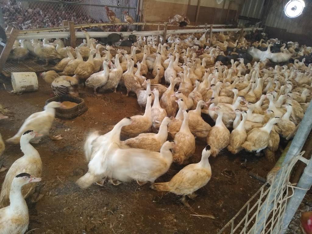 Orlando Live Poultry | restaurant | 2499 Regent Ave, Orlando, FL 32804, USA | 4075322260 OR +1 407-532-2260