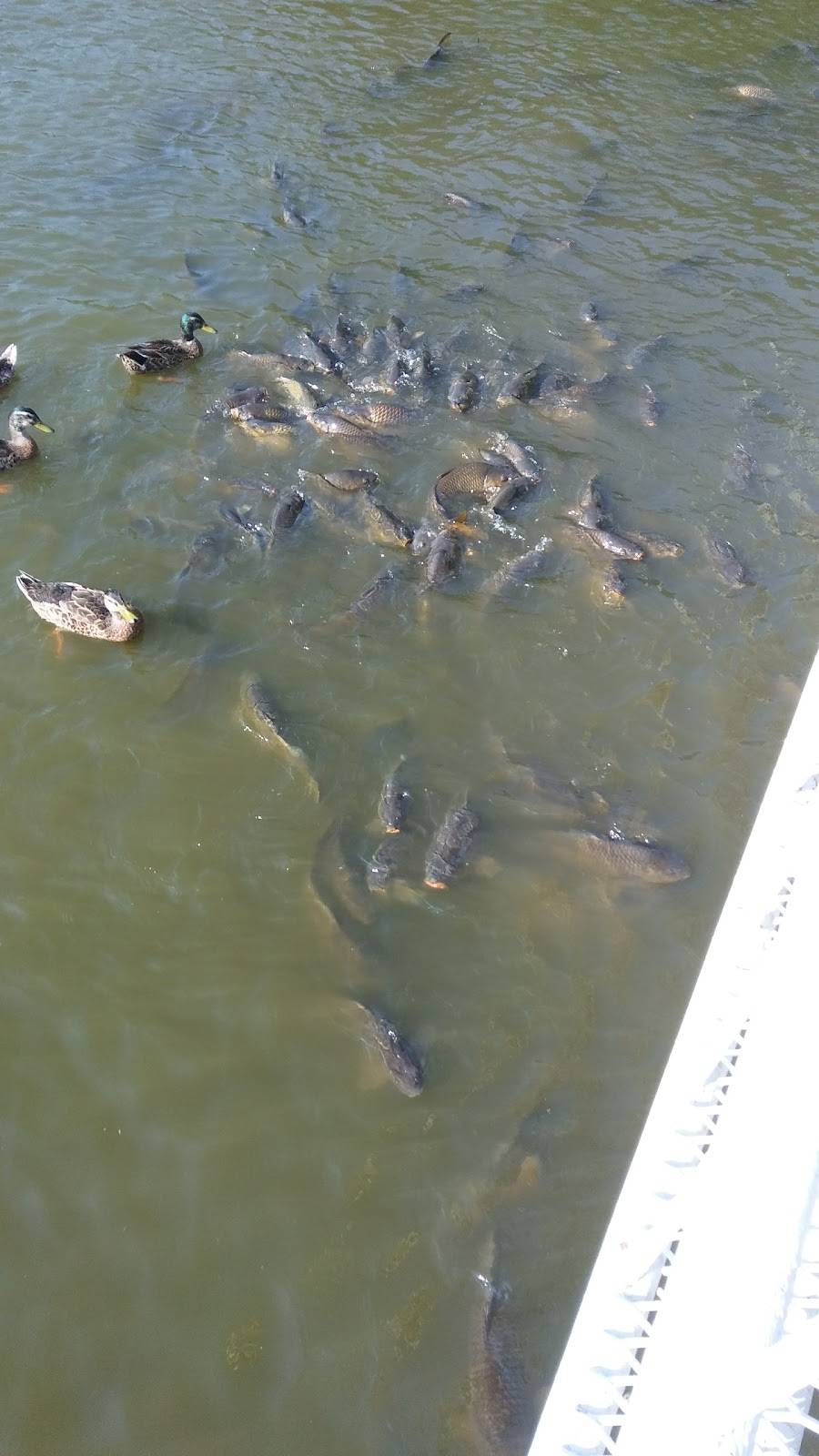 Haydens Drive-In | restaurant | 9209 KY-56, Owensboro, KY 42301, USA | 2702290180 OR +1 270-229-0180