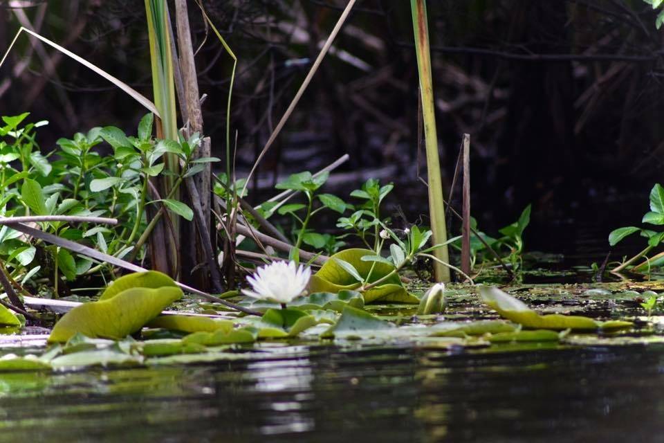 Bayou Adventure | cafe | 28178 U.S. Hwy 190, Lacombe, LA 70445, USA | 9858829208 OR +1 985-882-9208
