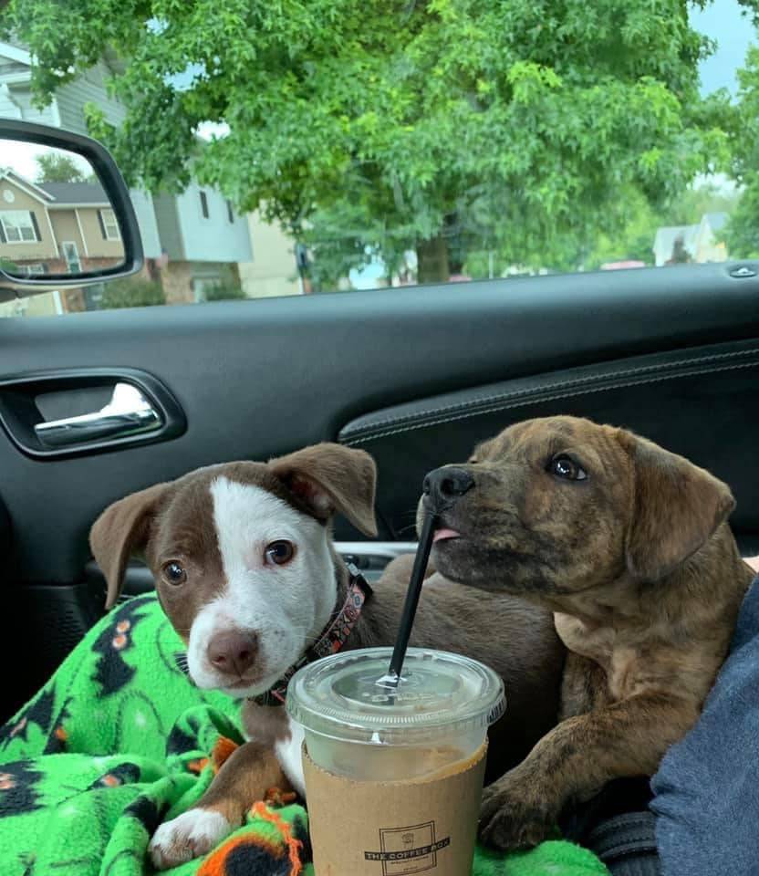 The Coffee Box | bakery | 2615 N Center St, Maryville, IL 62062, USA | 6182238060 OR +1 618-223-8060