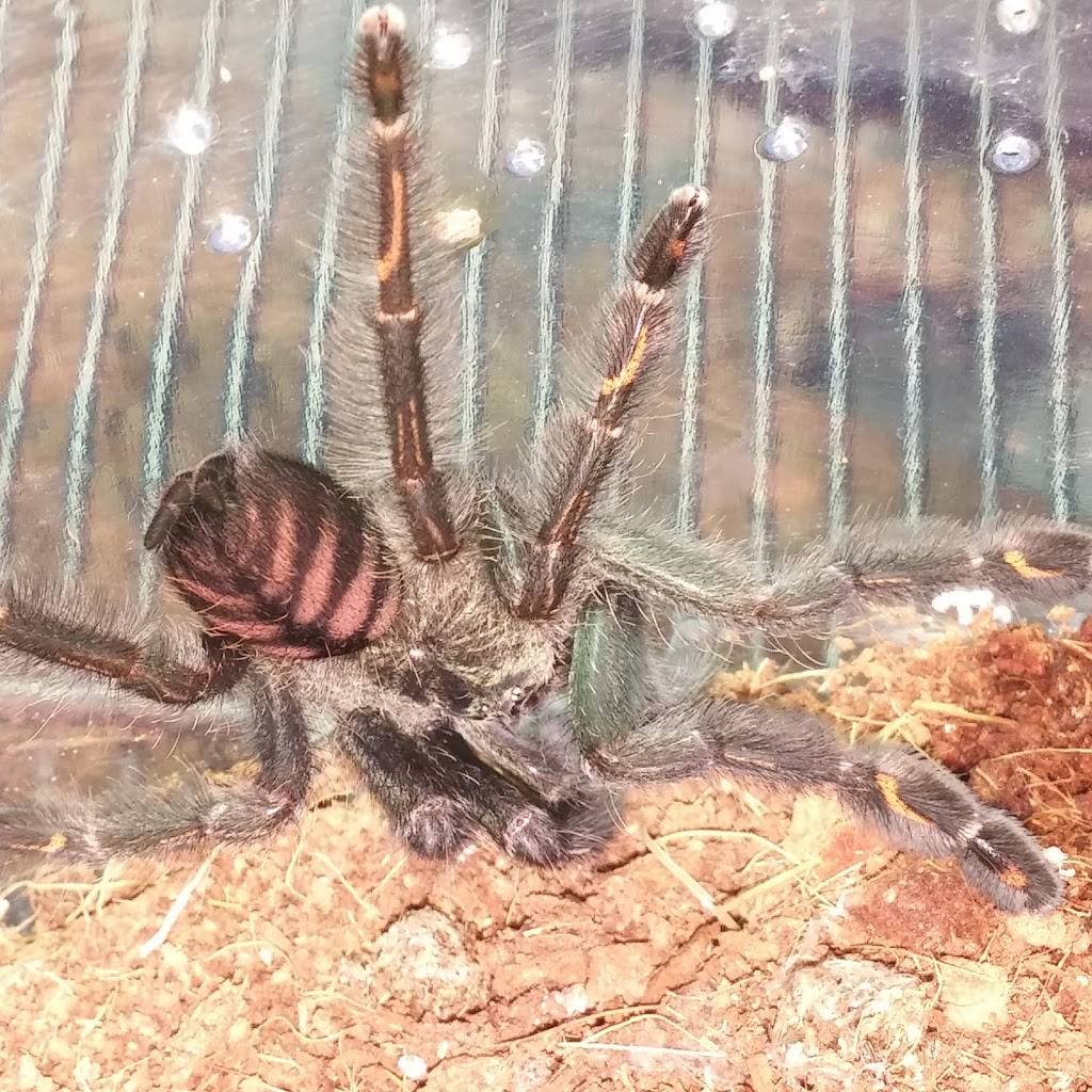 Pizza 2 Pour 1 | restaurant | 21 Chemin dOka, Saint-Eustache, QC J7R 1K6, Canada | 4506233133 OR +1 450-623-3133