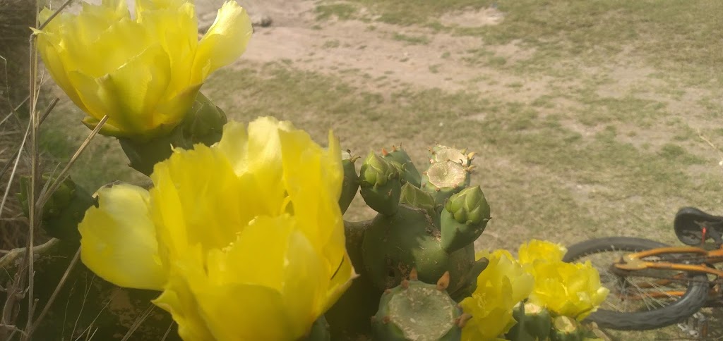 Burger King | restaurant | 601 S Sam Houston Blvd, San Benito, TX 78586, USA | 9563619797 OR +1 956-361-9797