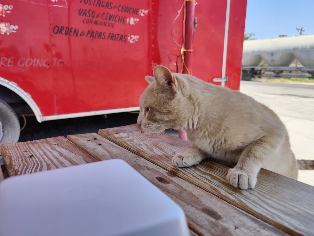 Tacos El Torito | restaurant | 8418 NM-478, Vado, NM 88072, USA | 9153148472 OR +1 915-314-8472