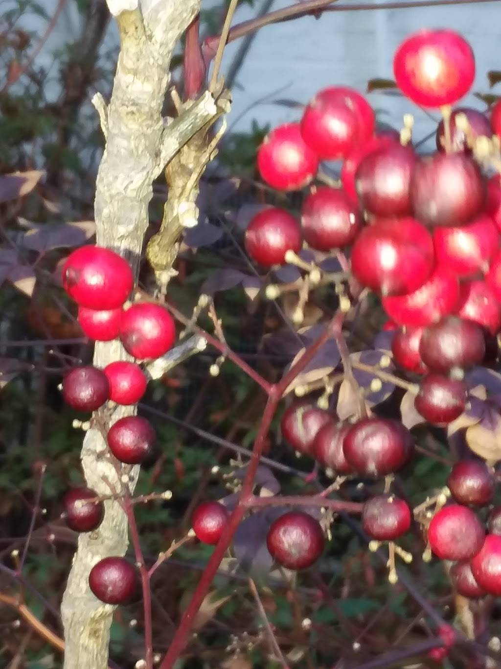 Capital Restaurant Concepts | restaurant | 1305 Wisconsin Ave NW # A, Washington, DC 20007, USA | 2023396800 OR +1 202-339-6800