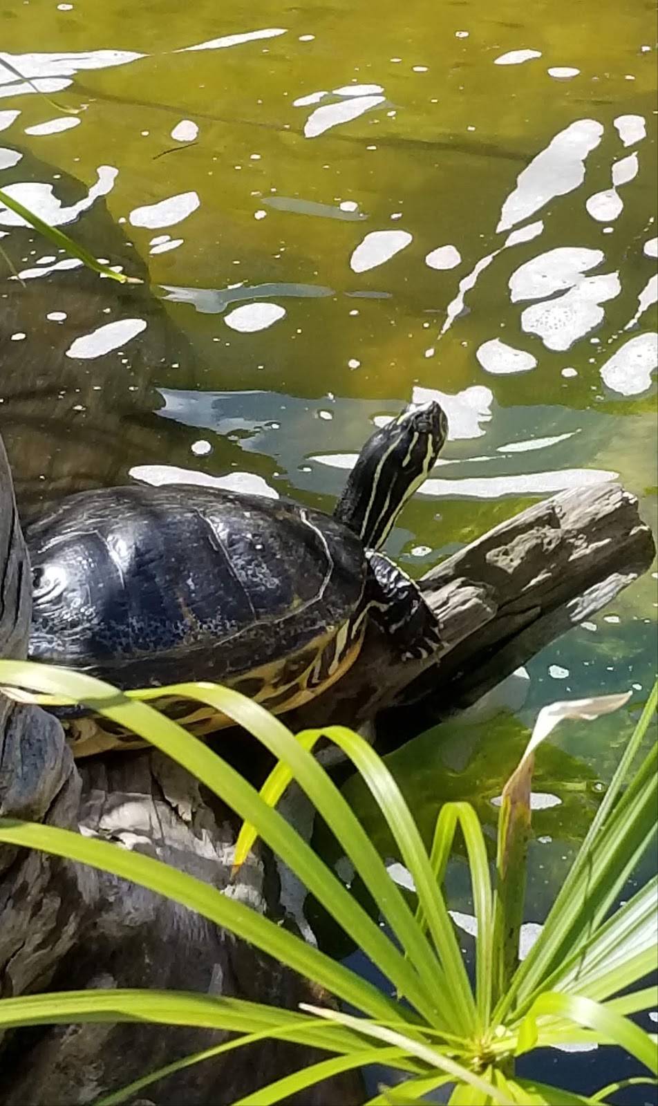 Hurricane Grill & Wings | meal takeaway | 8017 Plaza del Lago Dr Ste 107, Estero, FL 33928, USA | 2394981536 OR +1 239-498-1536