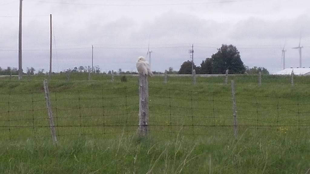 Sunrise Motel & Restaurant | restaurant | 3972 ON-21, Port Elgin, ON N0H 2C5, Canada | 5193682020 OR +1 519-368-2020