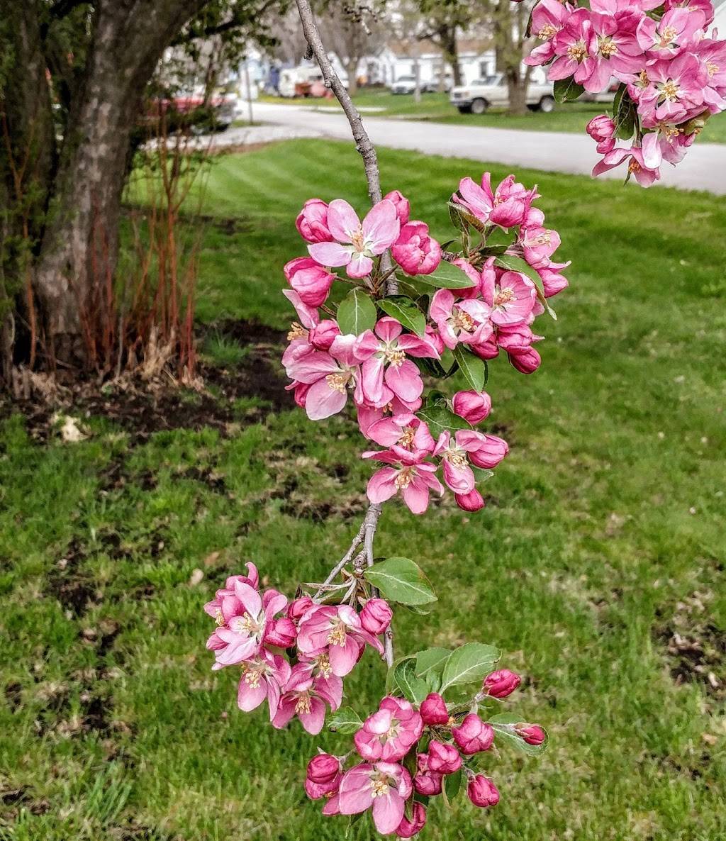 Jeannies Place | restaurant | 201 Miles Ave, Lewiston, NE 68380, USA | 4028654355 OR +1 402-865-4355