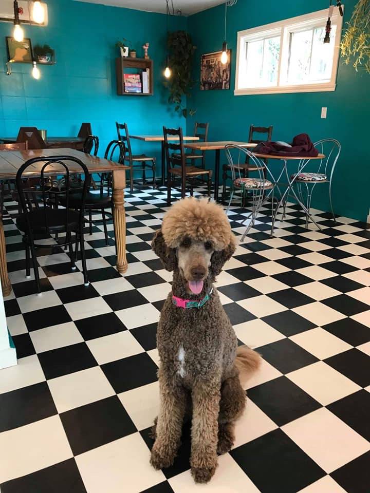 CHEZ LUC- Café et Boutique pour animaux | restaurant | 1050 Boulevard Laurier E, Saint-Hyacinthe, QC J2T 1K1, Canada | 4502523647 OR +1 450-252-3647