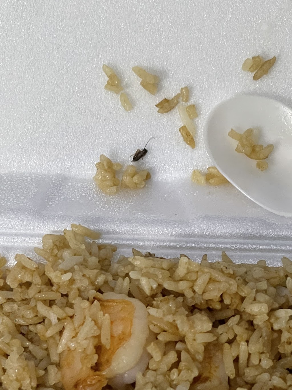 New China Buffet | restaurant | 1634 Douglas Ave, Brewton, AL 36426, USA | 2518096699 OR +1 251-809-6699