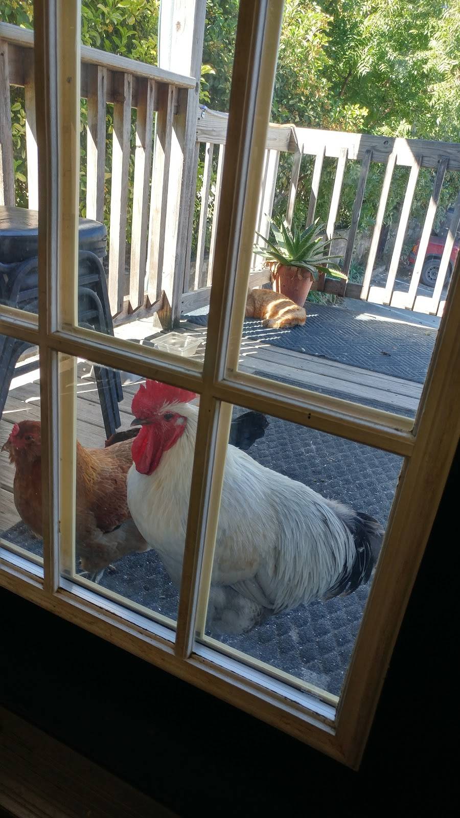 Cowboy Capital Pizza Company | restaurant | 1110 Hackberry St, Bandera, TX 78003, USA | 8307969996 OR +1 830-796-9996