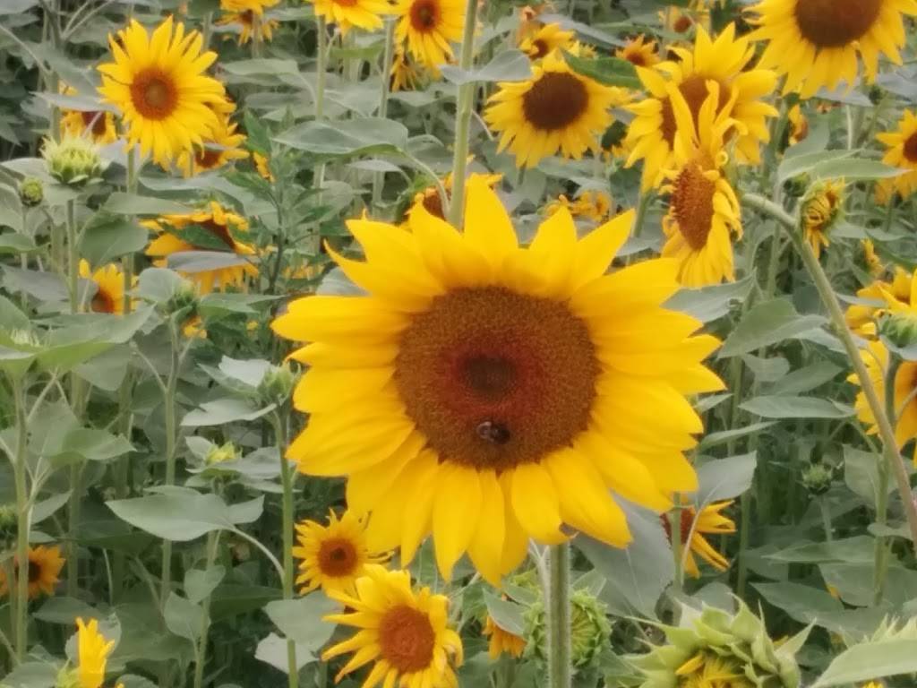 J. M. Pasiecnik Farm Stand & 5J Creamery | restaurant | 207 River Rd, South Deerfield, MA 01373, USA | 4136650404 OR +1 413-665-0404