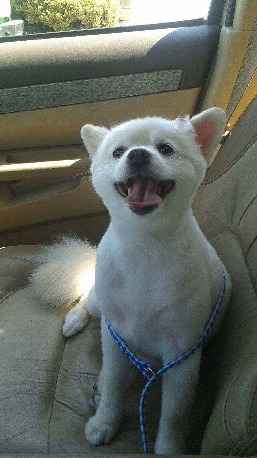 Jack in the Box | restaurant | 2186 W Redondo Beach Blvd, Torrance, CA 90504, USA | 3105381459 OR +1 310-538-1459