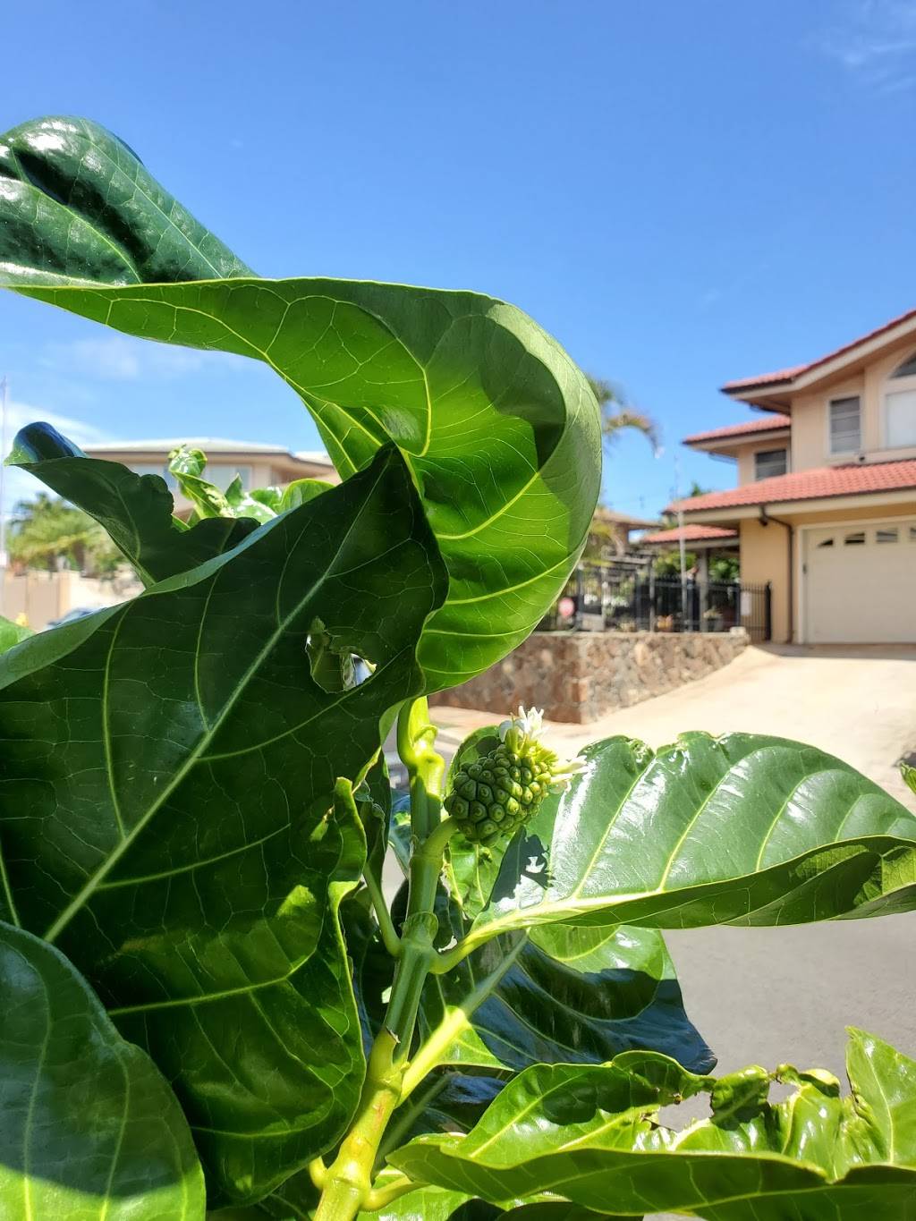 Fort Ruger Market | restaurant | 3585 Alohea Ave, Honolulu, HI 96816, USA | 8087374531 OR +1 808-737-4531