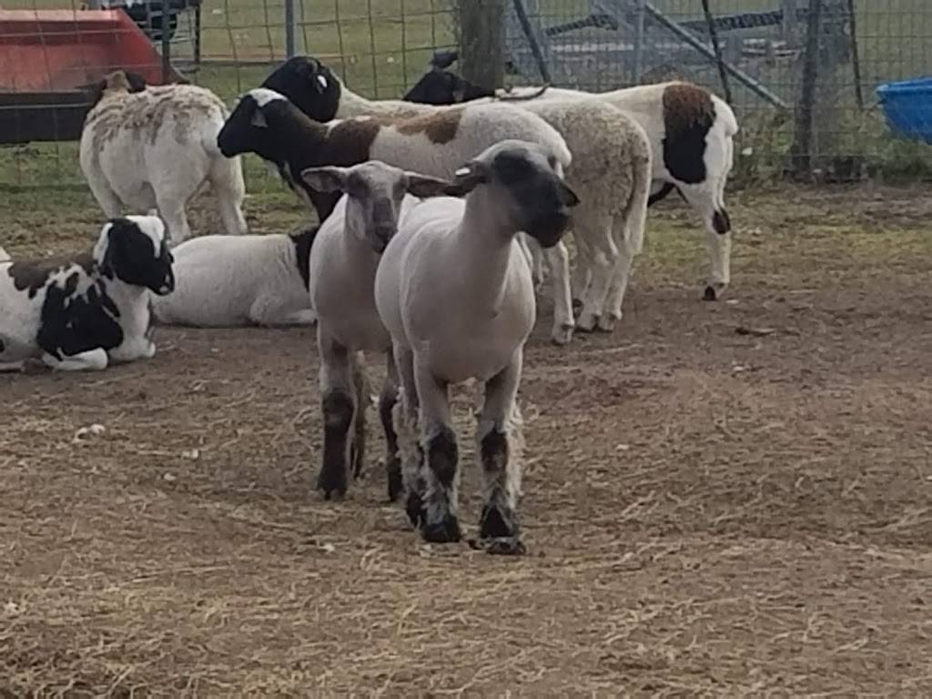 Saadis Farm | restaurant | 26261 Sharp Rd, Katy, TX 77493, USA | 9148615025 OR +1 914-861-5025