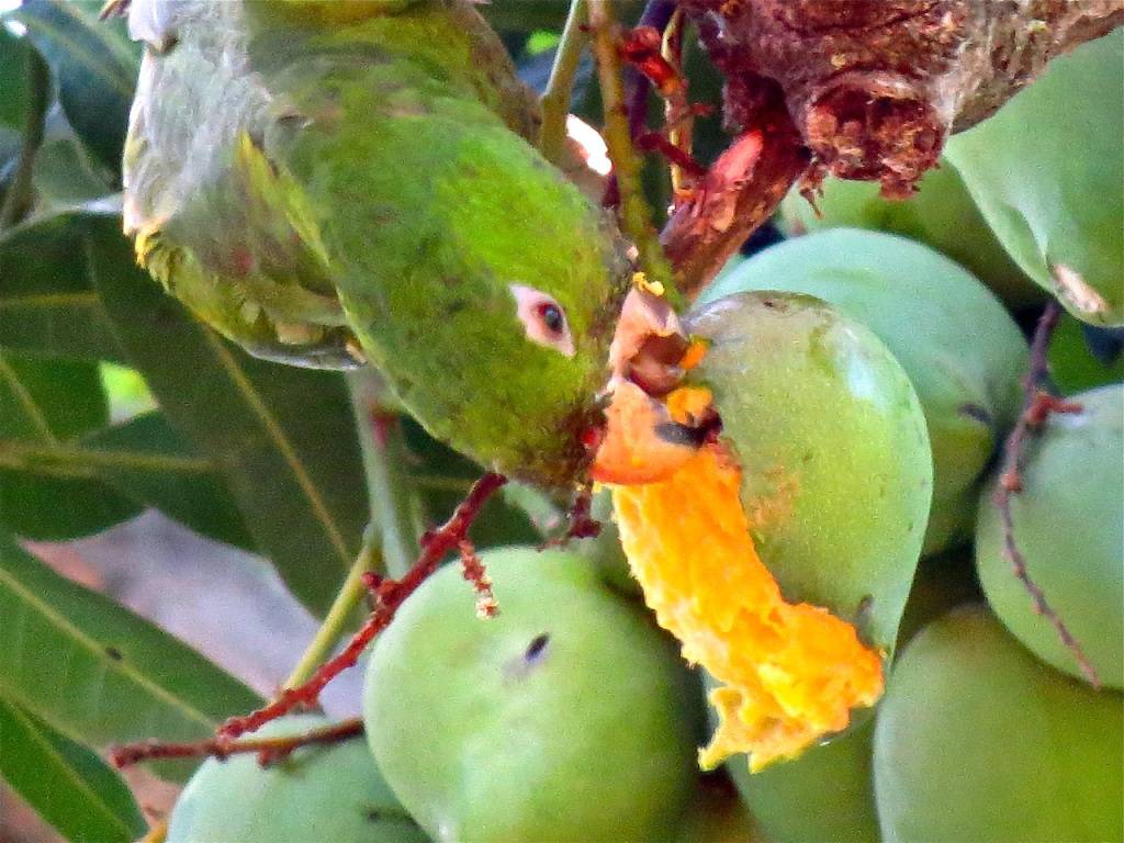 Sushi Express | restaurant | 142 Park City Center J0301, Lancaster, PA 17601, USA | 7172998880 OR +1 717-299-8880