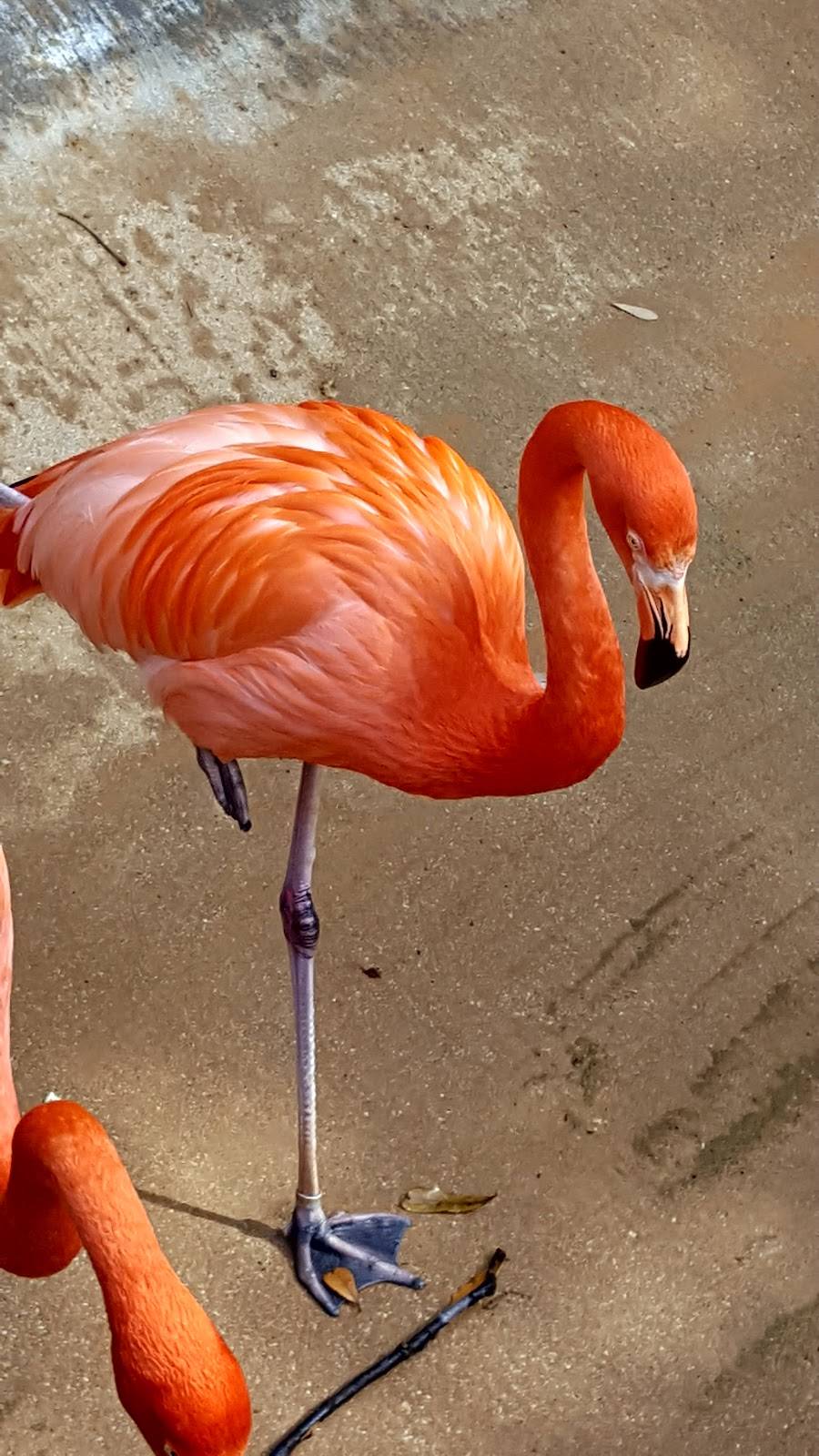 Dickeys Barbecue Pit | restaurant | 1989 Colonial Pkwy, Fort Worth, TX 76110, USA | 8177597500 OR +1 817-759-7500