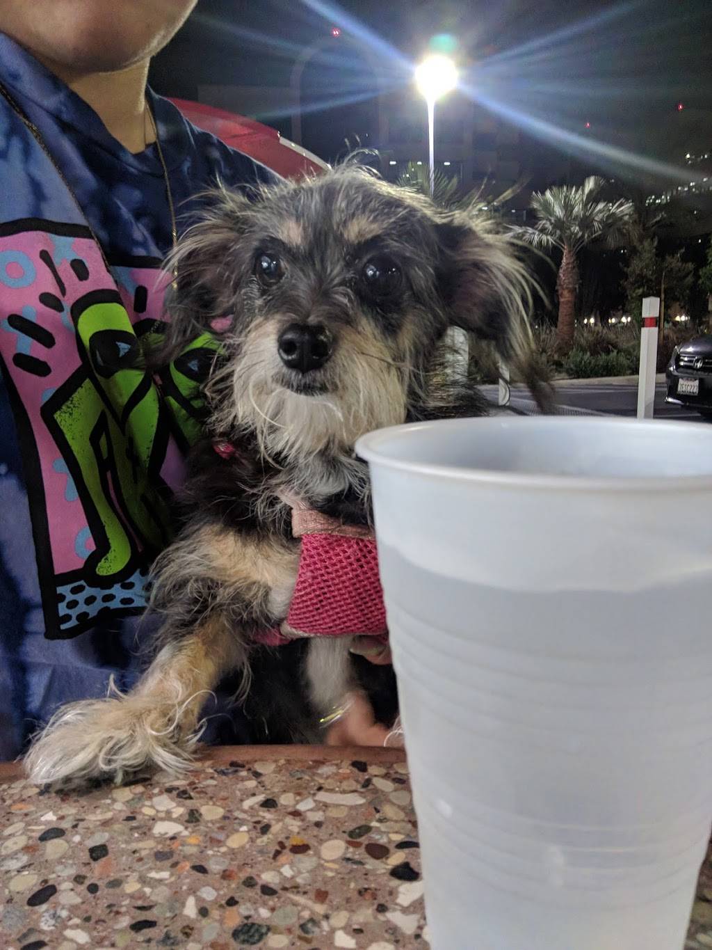 In-N-Out Burger | restaurant | 4041 N Lakewood Blvd, Long Beach, CA 90808, USA | 8007861000 OR +1 800-786-1000