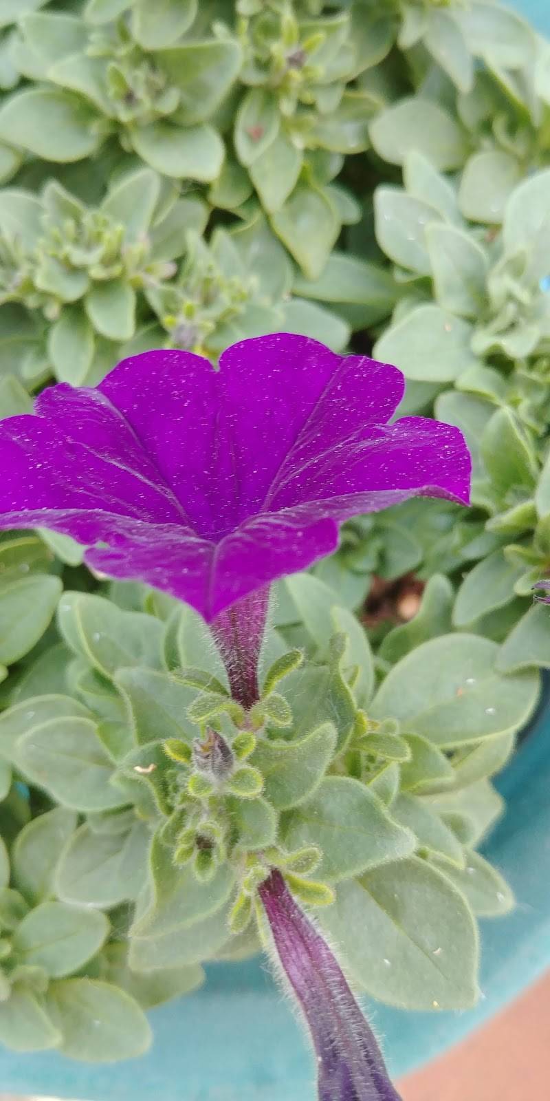 Pie Time | restaurant | 303 Denise Rd, Rochester, NY 14612, USA | 5854344766 OR +1 585-434-4766