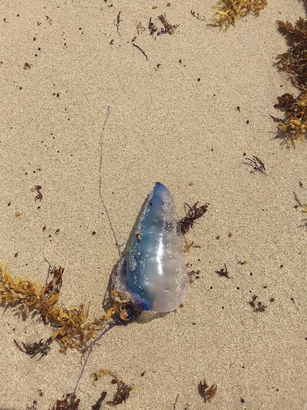 Brollies on the Ocean | restaurant | 6345 Collins Ave, Miami Beach, FL 33141, USA | 3058649900 OR +1 305-864-9900