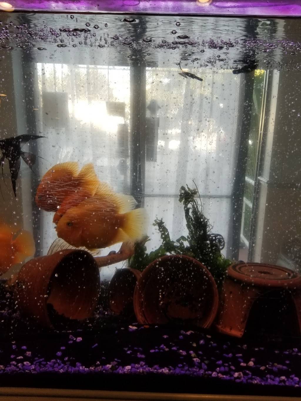 Panda Garden | restaurant | 4101 Atlantic Ave, Long Beach, CA 90807, USA | 5624909583 OR +1 562-490-9583