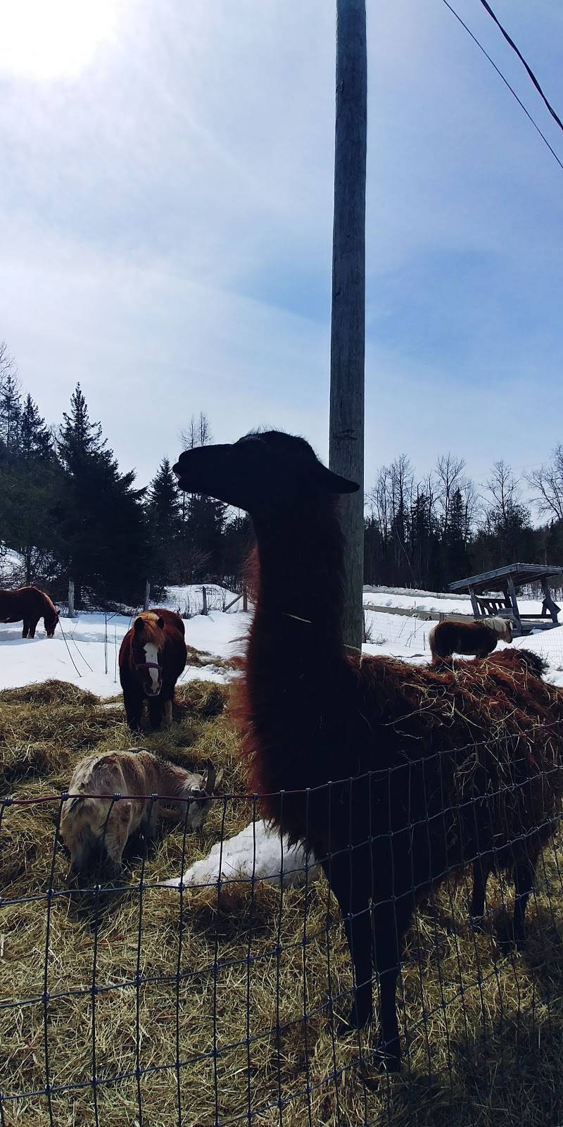 Erabliére J B Caron | restaurant | 581 Ch de Point Comfort, Gracefield, QC J0X 1W0, Canada | 8194630116 OR +1 819-463-0116