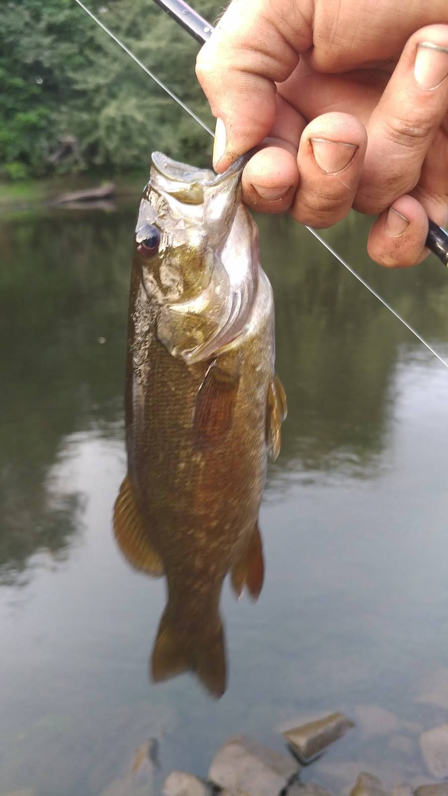 Paradise Pizza | restaurant | 140 Exchange St, Chicopee, MA 01013, USA | 4135989901 OR +1 413-598-9901