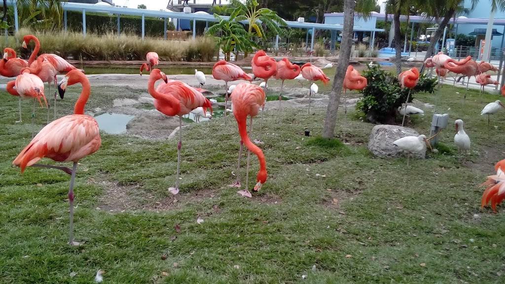 Miami Seaquarium Pink’s Hot Dog | restaurant | 4400 Rickenbacker Causeway, Key Biscayne, FL 33149, USA | 3053615705 OR +1 305-361-5705