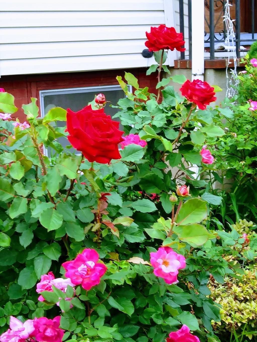 Alvarez Cafe | restaurant | 511 Elizabeth Ave, Elizabeth, NJ 07206, USA | 9082894011 OR +1 908-289-4011