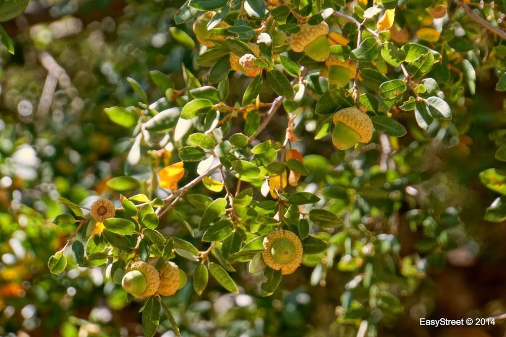 Crystal Lake Cafe | cafe | 9877 N Crystal Lake Rd, Azusa, CA 91702, USA | 6269101029 OR +1 626-910-1029