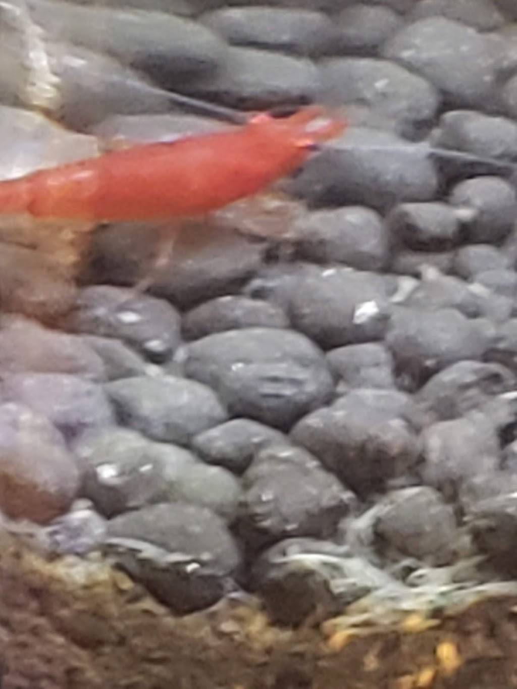 Jack in the Box | restaurant | 520 Plum St SE, Olympia, WA 98501, USA | 3607547296 OR +1 360-754-7296