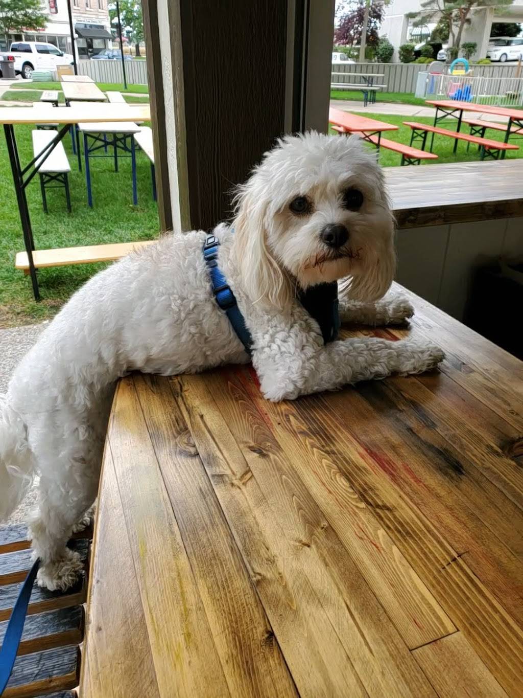 Antons Garden | restaurant | 518 Sycamore St, Waterloo, IA 50703, USA | 3192333147 OR +1 319-233-3147