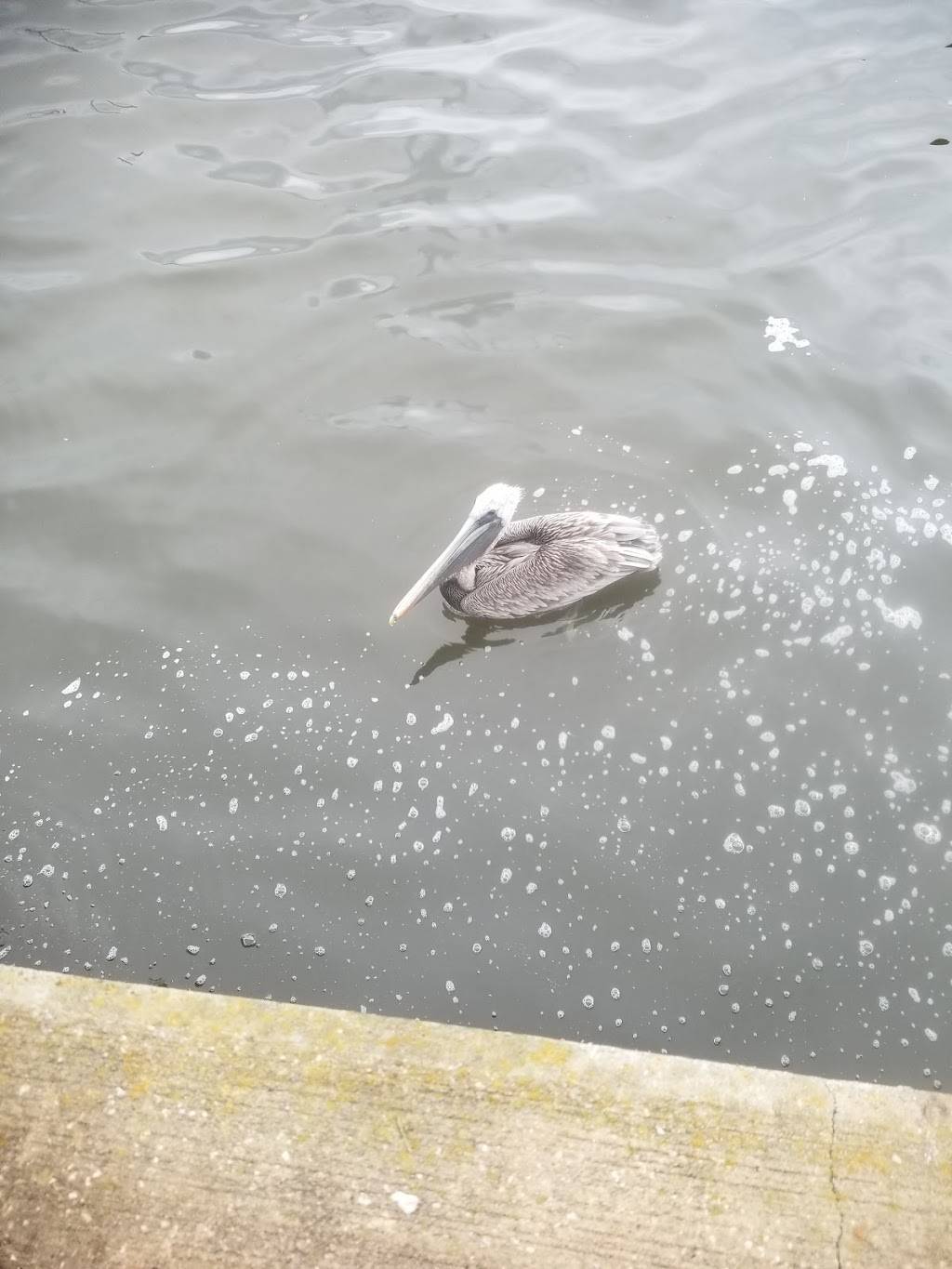 Kitchen 251 | restaurant | 251 Creekside Dr, Fernandina Beach, FL 32034, USA | 9042617447 OR +1 904-261-7447