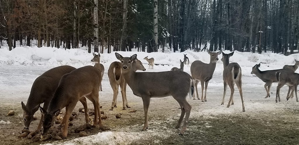 Hulbert Happy Hour | restaurant | 10402 S Maple St, Hulbert, MI 49748, USA | 9068762555 OR +1 906-876-2555
