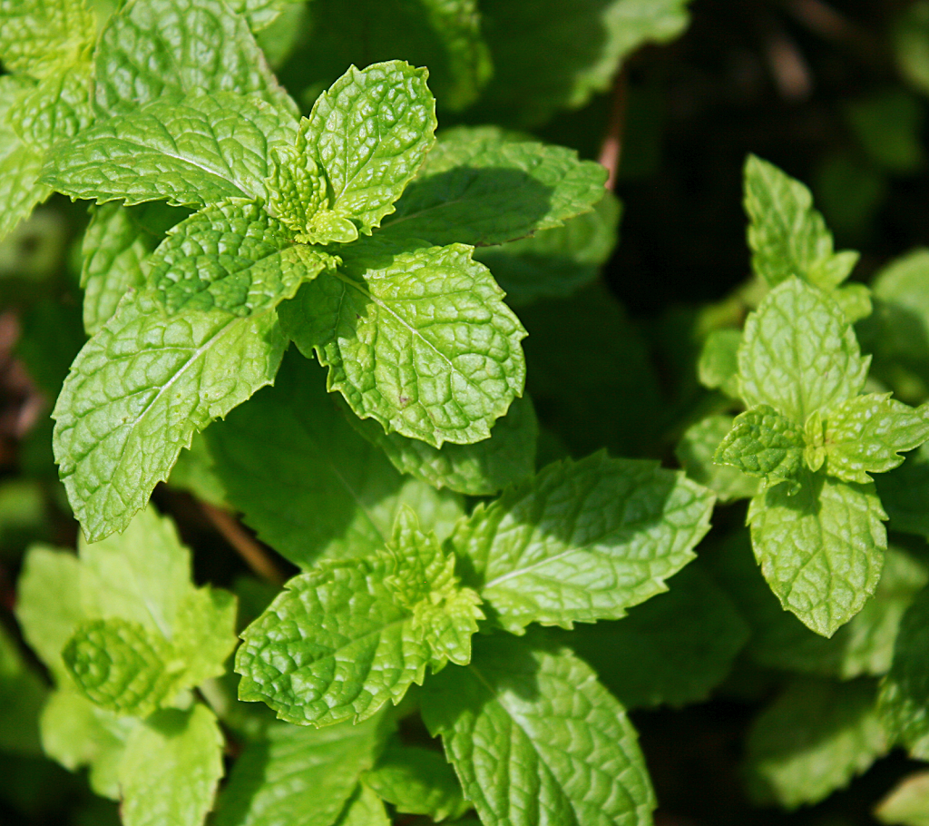 Number 13 Prime Steak and Seafood | restaurant | 7809 Broadway St, Galveston, TX 77554, USA | 4095722650 OR +1 409-572-2650