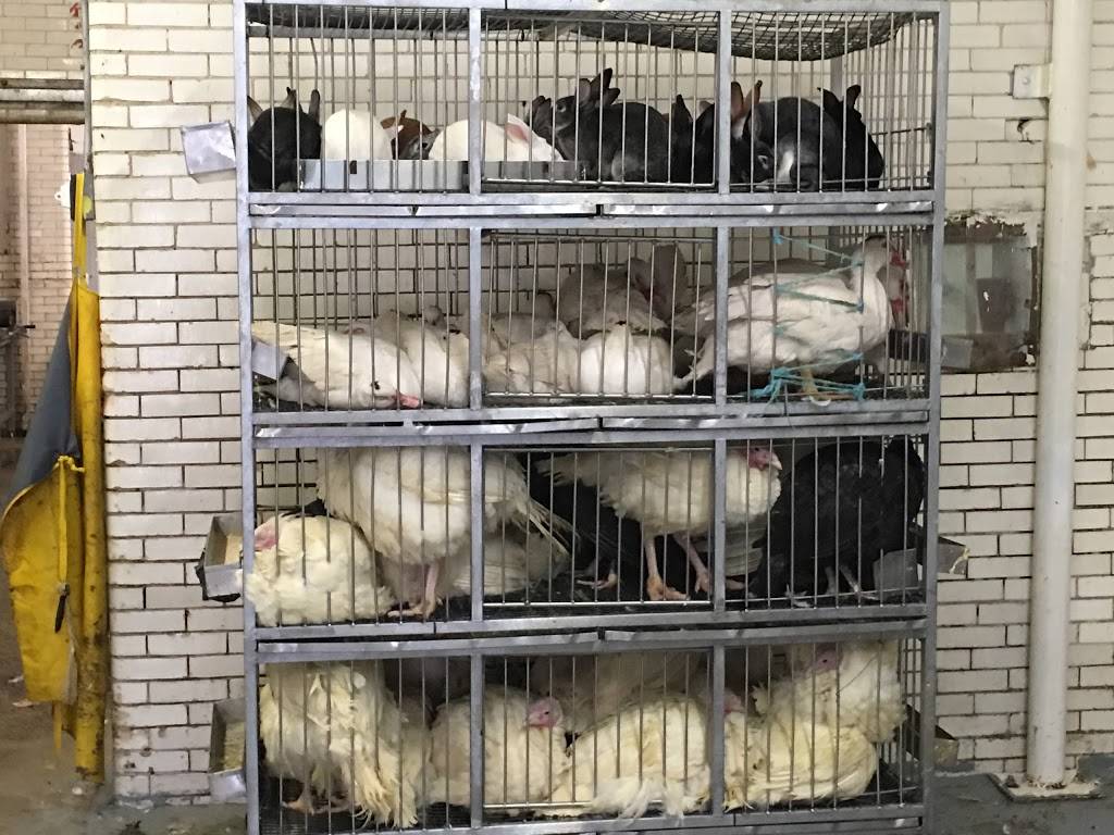 Astoria Live Chicken & Meat Market | restaurant | 3137 20th Ave, Astoria, NY 11105, USA | 7187777249 OR +1 718-777-7249