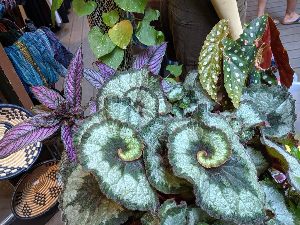 Ross Grill | restaurant | 237 Commercial St, Provincetown, MA 02657, USA | 5084878878 OR +1 508-487-8878