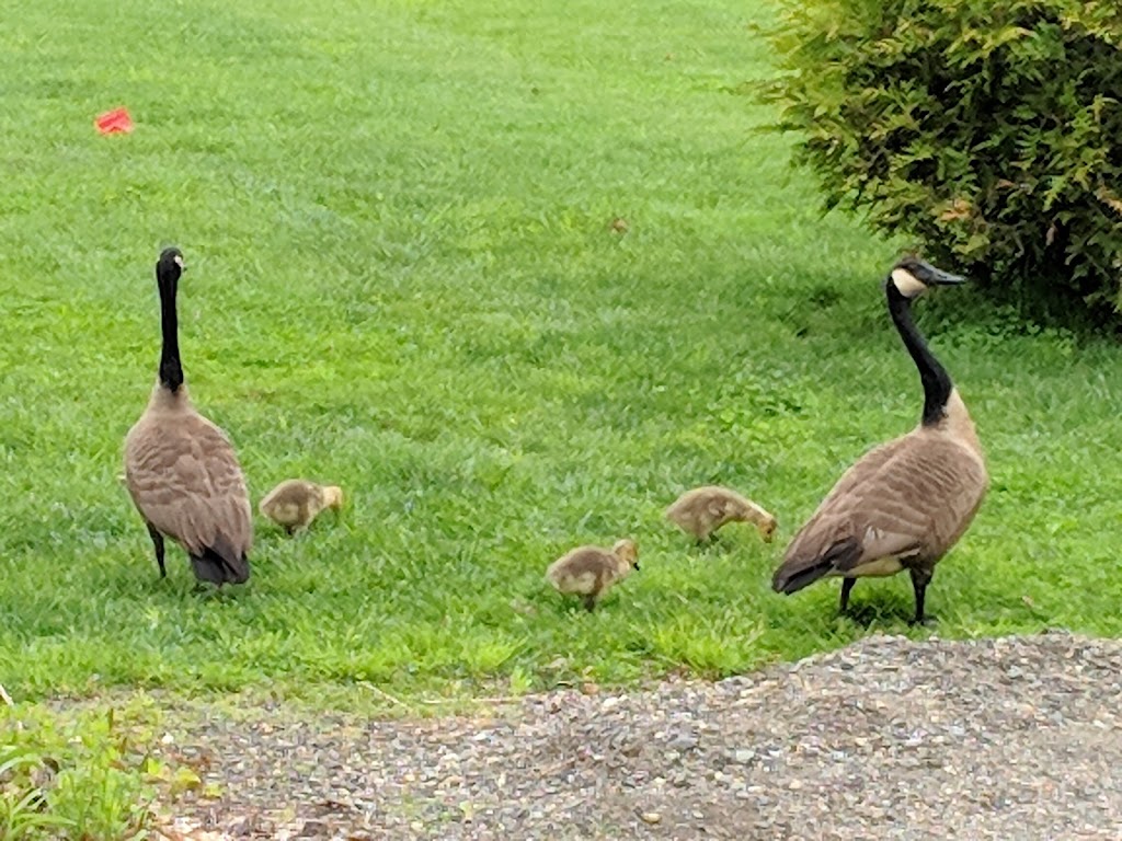 Brother Mikes Madison | restaurant | 56 Academy St, Madison, CT 06443, USA | 2032456161 OR +1 203-245-6161