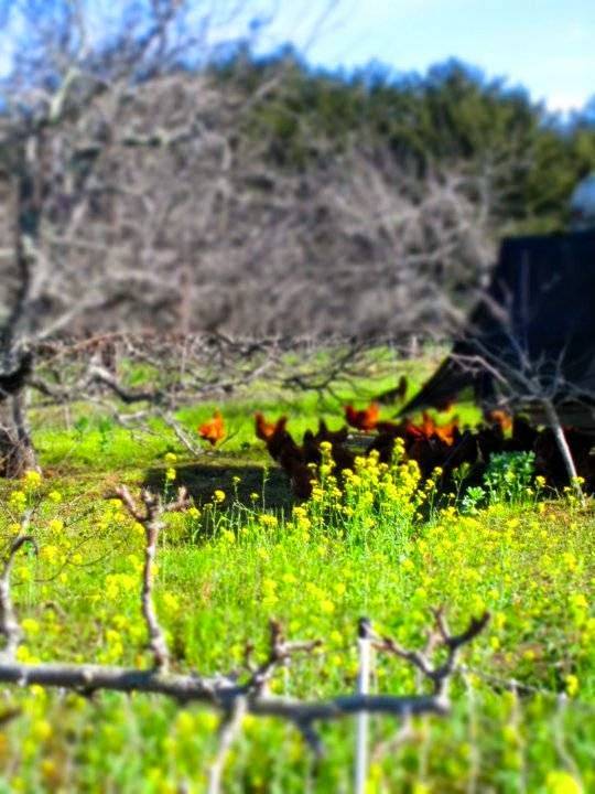 Fogline Farm | restaurant | 1701 Cabrillo Hwy, Pescadero, CA 94060, USA | 8312122411 OR +1 831-212-2411