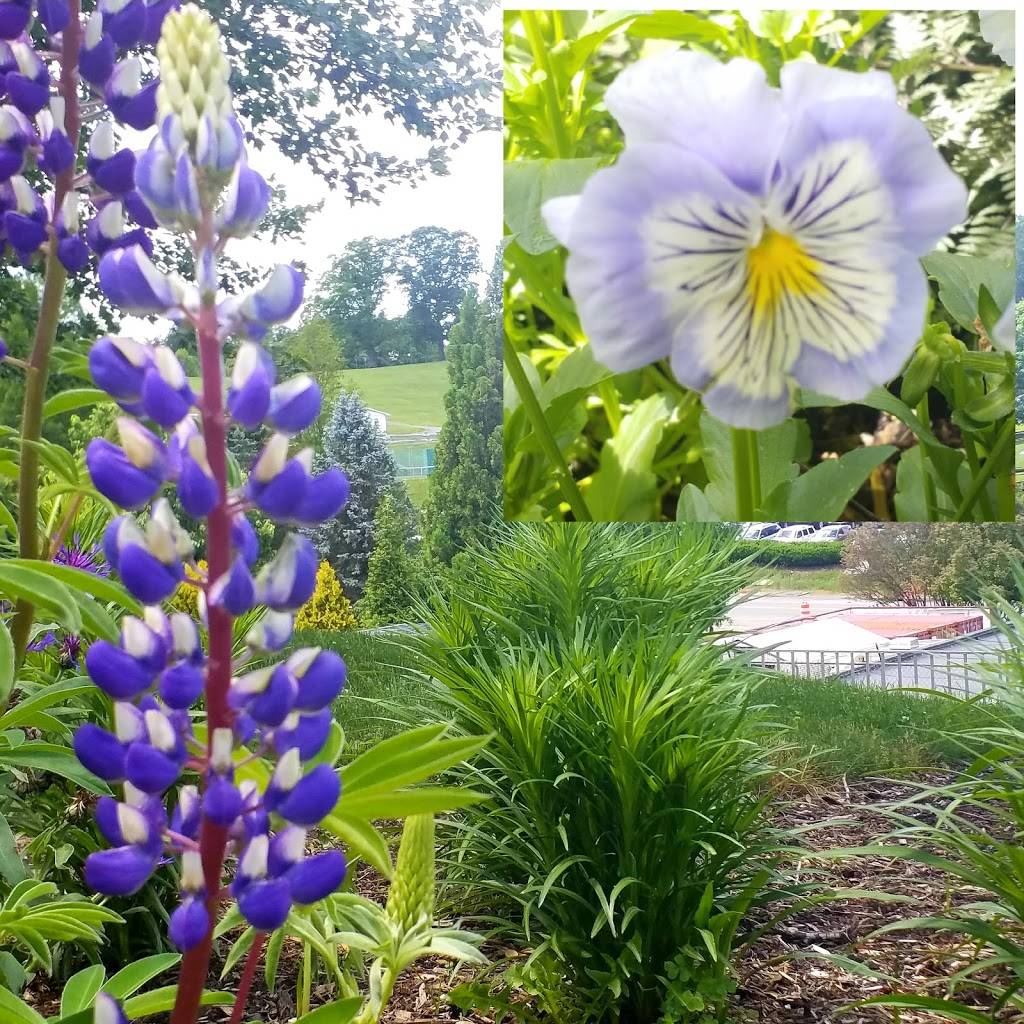 Hilltop Restaurant | restaurant | 3132 Shenandoah Ave NW, Roanoke, VA 24017, USA | 5403444404 OR +1 540-344-4404