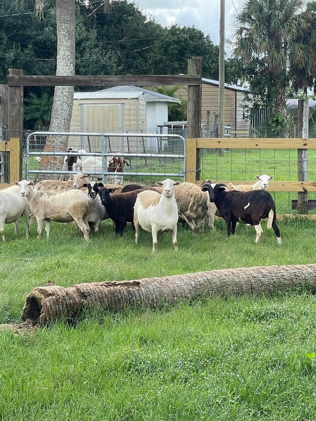 JWT Chicken Sales (Farm) | restaurant | 2401 Trowbridge Rd, Fort Pierce, FL 34945, USA | 7728019310 OR +1 772-801-9310