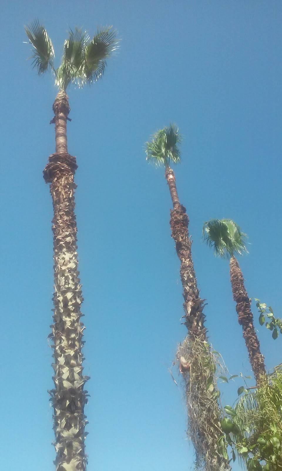 Gorditas El Tio | restaurant | 3202 E Greenway Rd, Phoenix, AZ 85032, USA | 6028679032 OR +1 602-867-9032