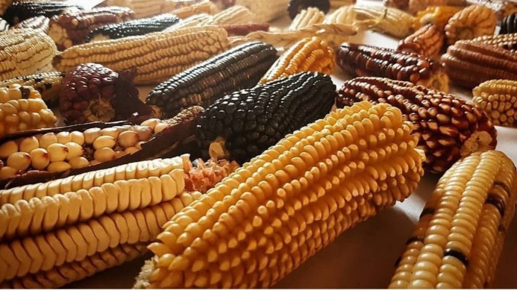 Tortilleria LA FE | restaurant | 7953 Bellfort St, Houston, TX 77061, USA | 8329672875 OR +1 832-967-2875