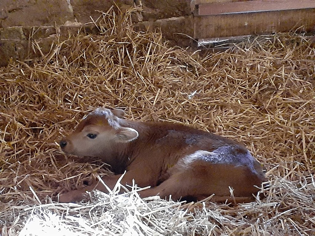 Elizabeth Farms | restaurant | 262 Hopeland Rd, Lititz, PA 17543, USA | 7176268733 OR +1 717-626-8733